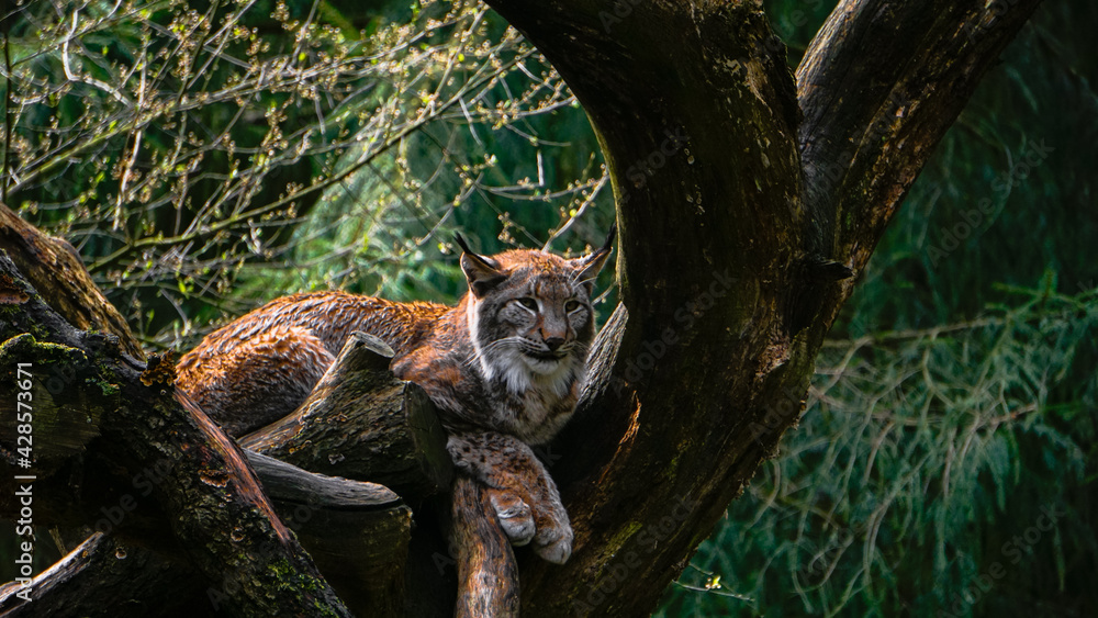 The Lynx The Lynx
