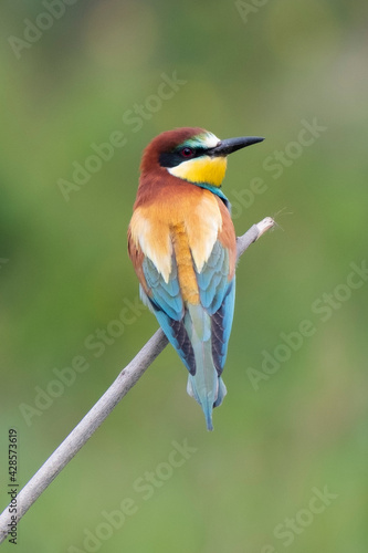 The colored wings of a bee-eater