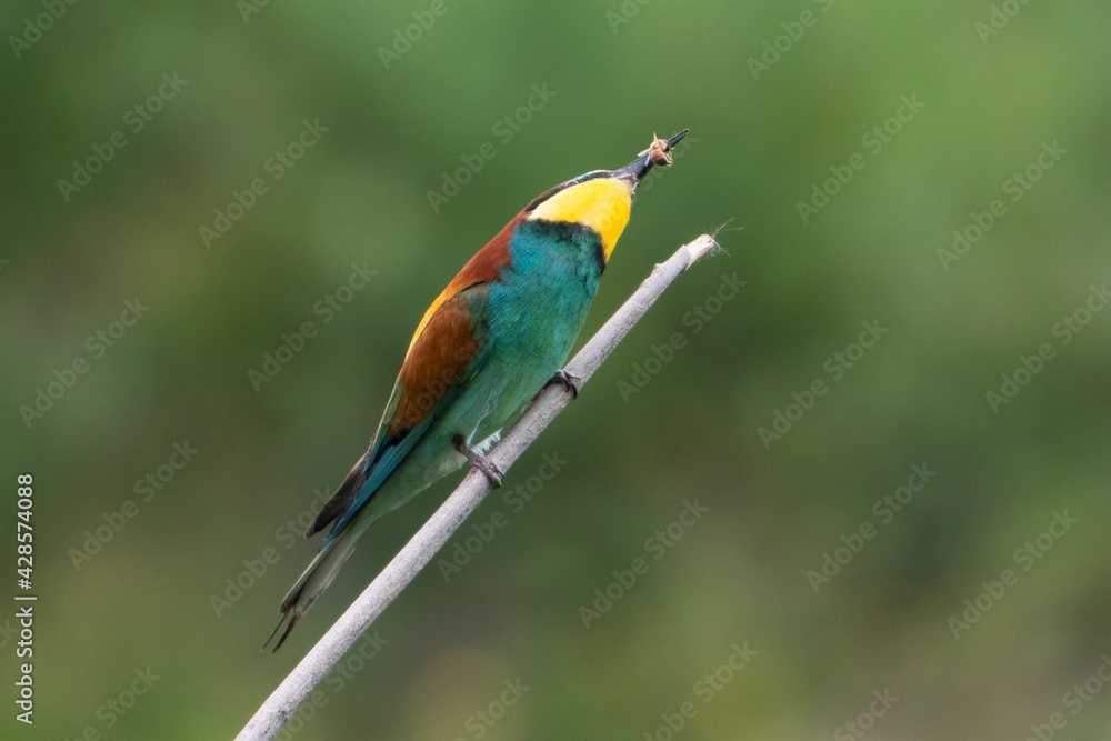 Obraz premium Bee-eater catching a prey