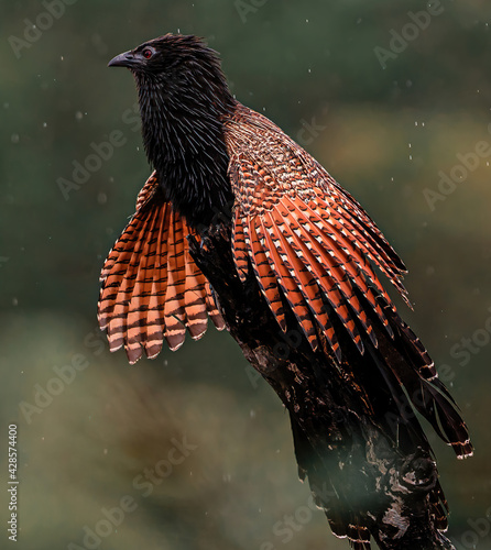 red colourful pheasant  cuckoo bird on a tree
