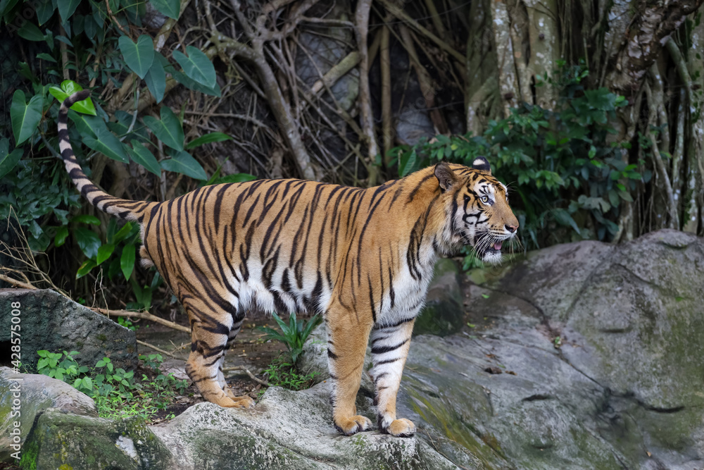Obraz premium Close up bengal tiger is beautiful animal and dangerous in forest