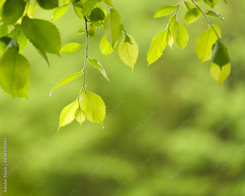 bright green leaves with raindrops on a blurred background bright green leaves with raindrops on a blurred background