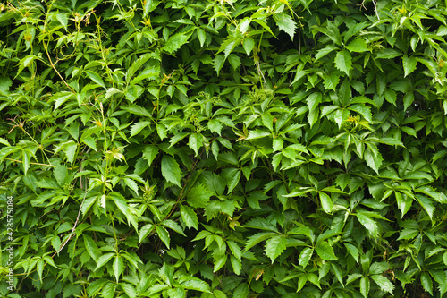 Young ivy vines close up