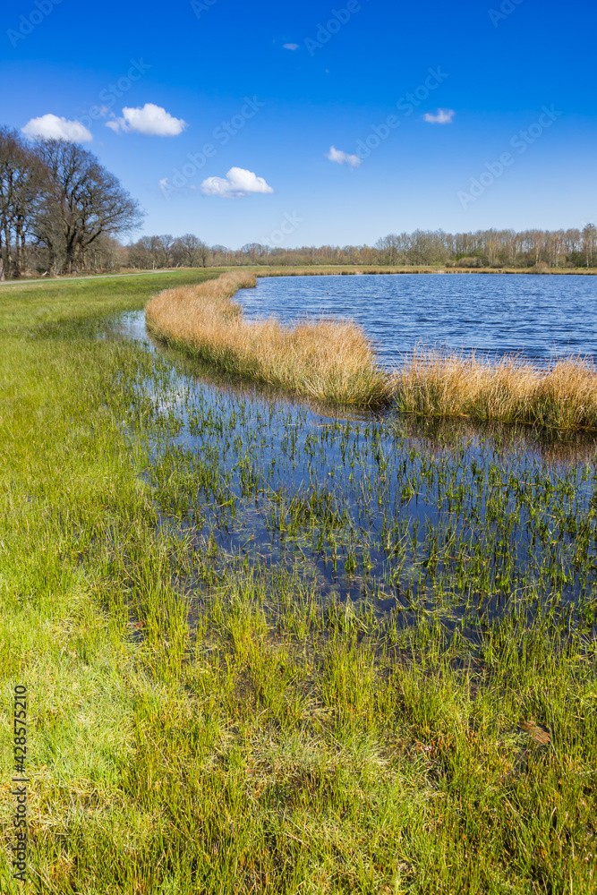 Grass and reed  at a small lake in Drenthe near Orvelte, Netherlands