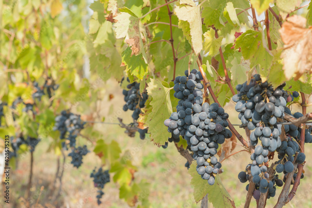Ripe bunches of blue grapes grow in the vineyard