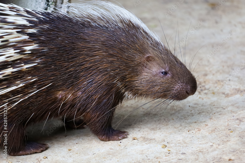 Close up head the malayan porcupine animal Close up head the malayan porcupine animal
