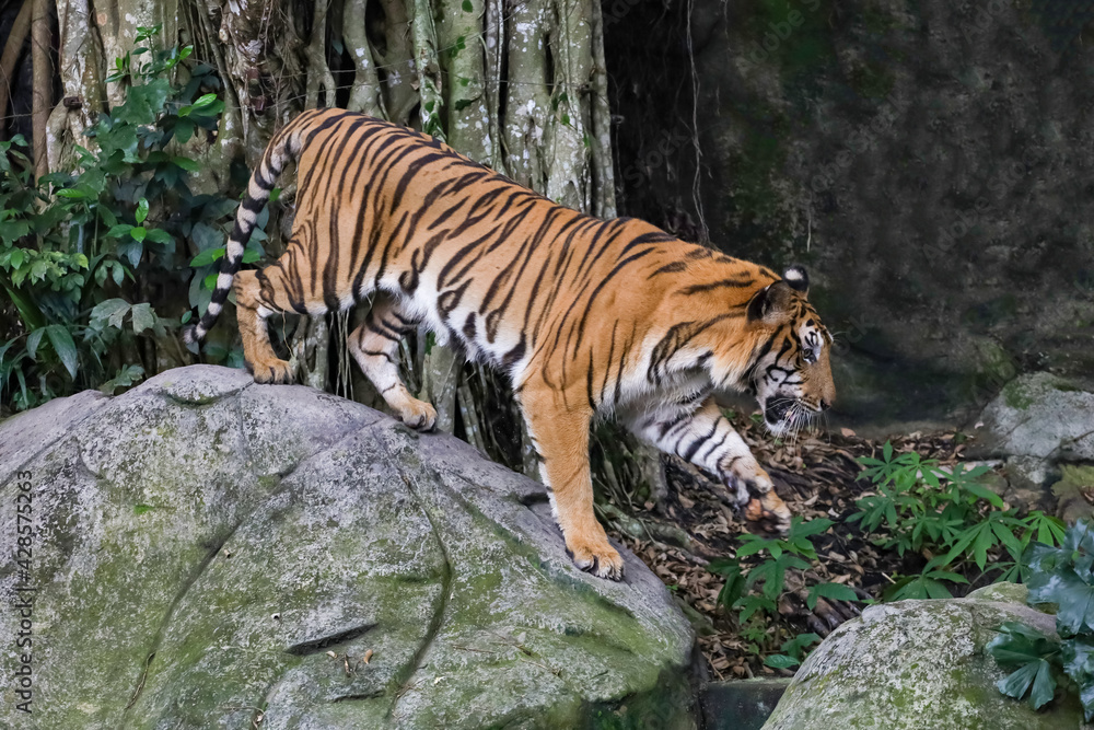 Obraz premium Close up bengal tiger is beautiful animal and dangerous in forest