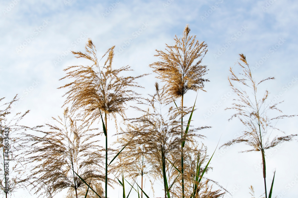 White Tall Reeds Grass Flower White Tall Reeds Grass Flower