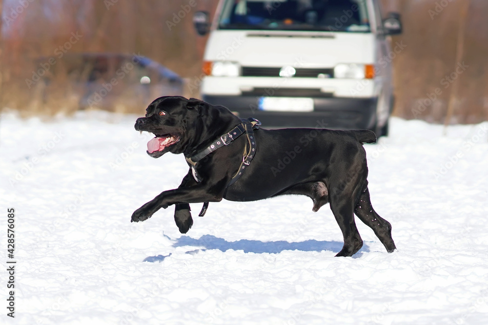 Cane corso with sales tail and ears