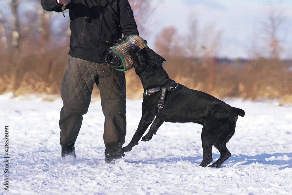 Angry black Cane Corso dog with cropped ears and a docked tail wearing