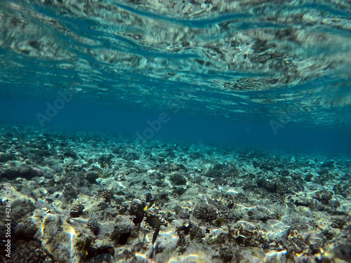 Tropical coral reef. Ecosystem and environment. Egypt. Near Sharm El Sheikh © Sergey Kamshylin