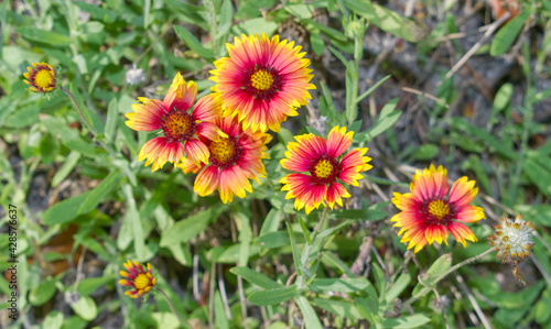 Indian Blanket  Firewheel  Girasol Rojo  Gaillardia pulchella   Florida native flower  yellow ray flowers and reddish- brown central disk flowers  green leaves blurred in background