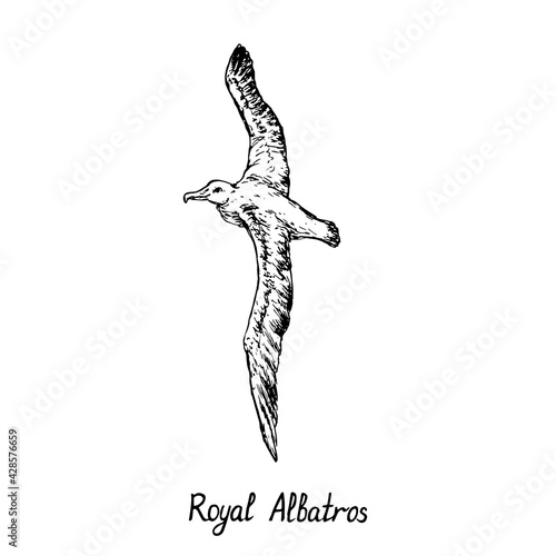 Royal Albatros flying, gravure style ink drawing illustration with handwritten inscription