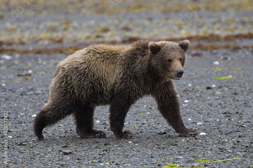 Ein schöner noch junger Grizzlybär, Alaska