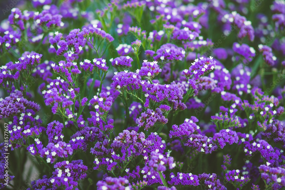 Purple Limonium sinuatum flower plantation