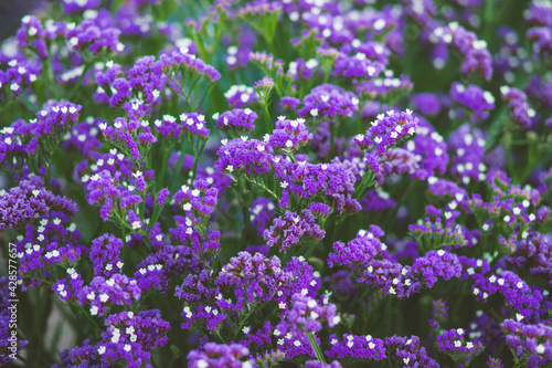 Purple Limonium sinuatum flower plantation