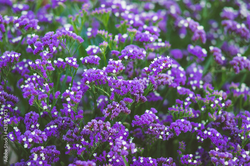 Purple Limonium sinuatum flower plantation