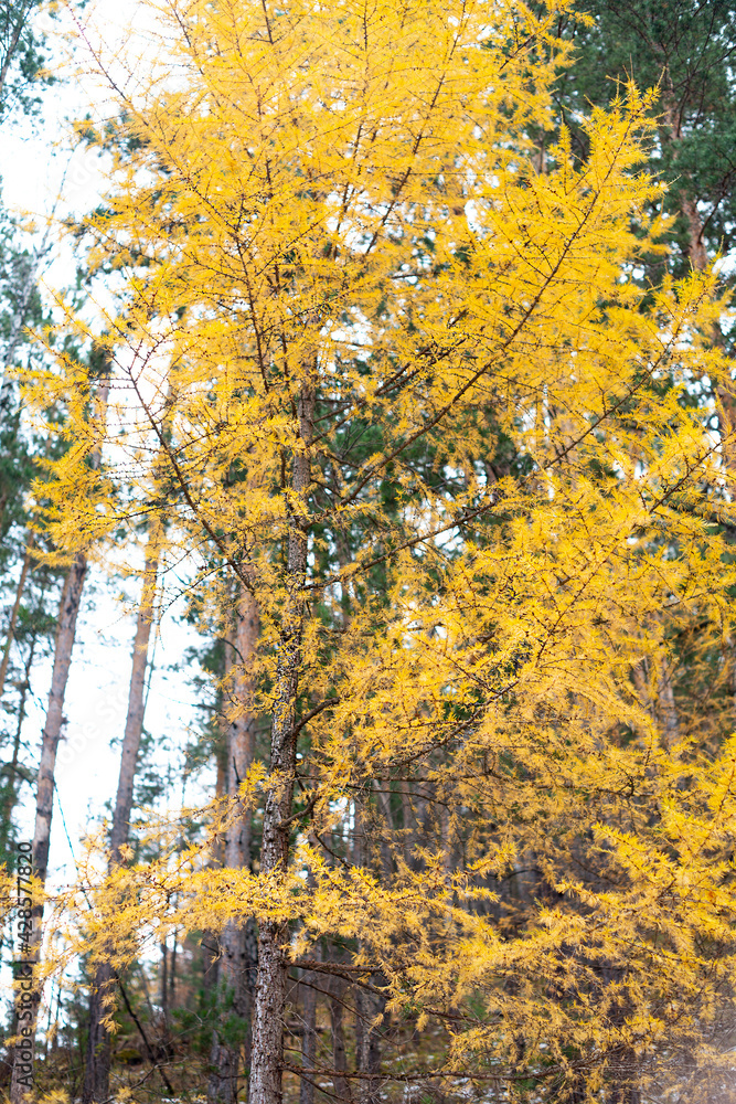 Tall pine tree with yellow needles in the autumn forest.