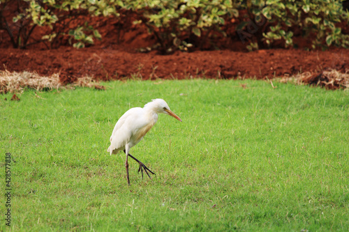 A beautiful close-up view of Egret bird.