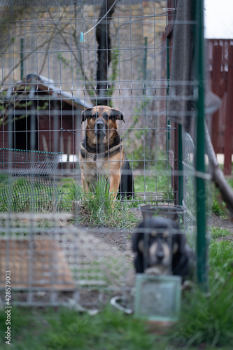 Fototapeta Naklejka Na Ścianę i Meble -  Smutne psy w schronisku zamknięte w klatkach