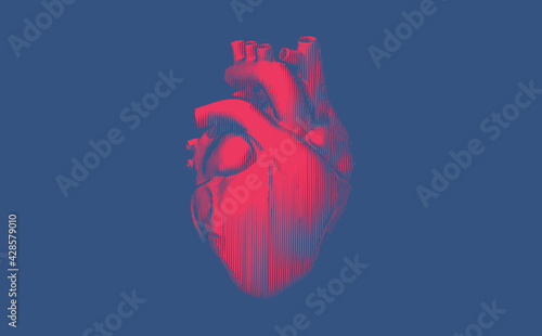 Vintage engraving human heart illustration isolated on blue BG