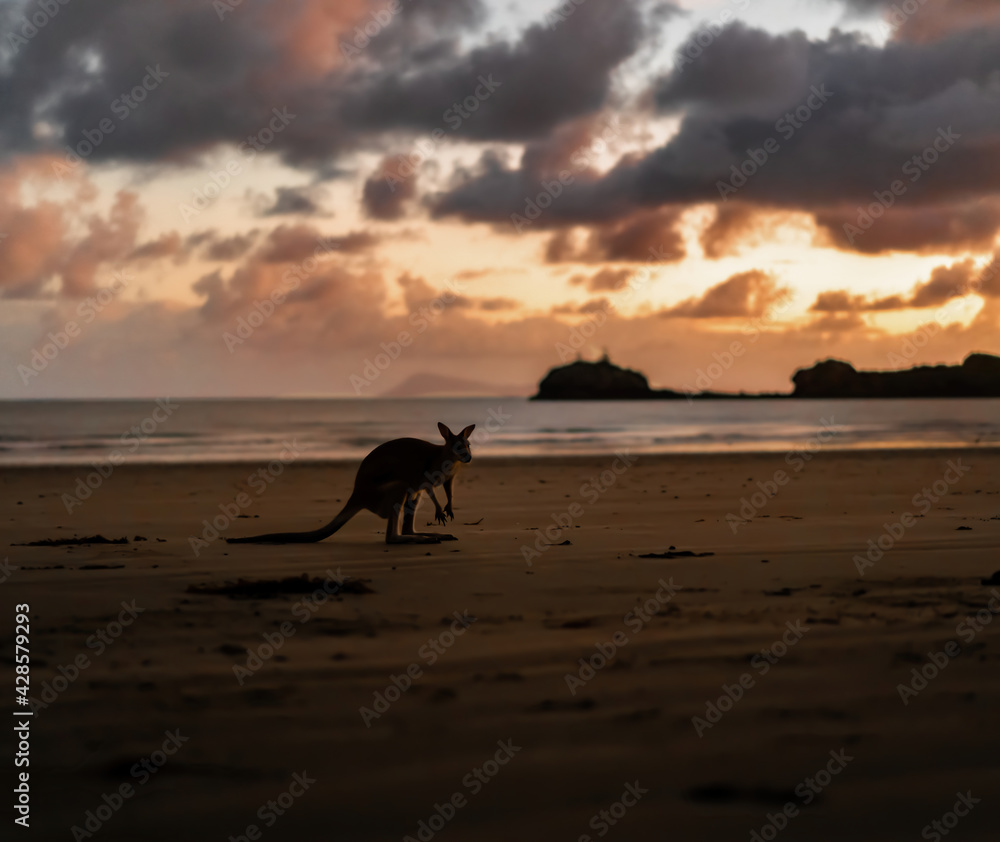 kangaroo coming down to the beach during sunset to eat