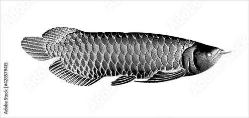 Arowana ink print style vector illustration isolated on white BG