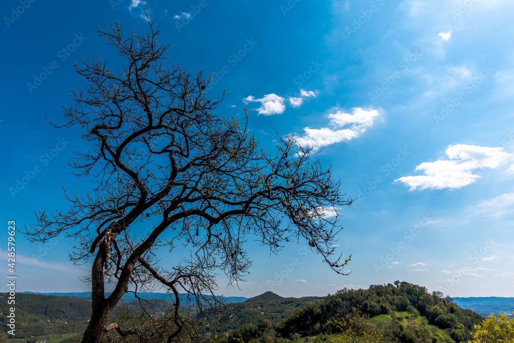 2021_4_18_Castelgomberto_tree profiles 2021_4_18_Castelgomberto_tree profiles