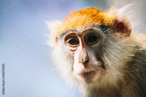 Photography Patas monkey portrait