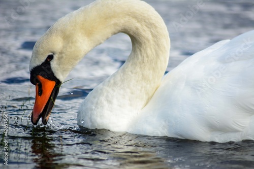 Scotland wildlife