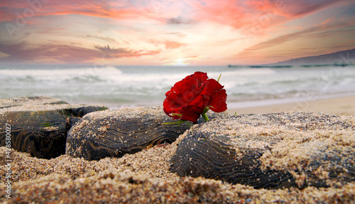 Fototapeta Naklejka Na Ścianę i Meble -  Lonely Red rose flower at beach of Ocean against dramatic sky. Burial at sea concept. symbol of Funeral flower and Covid-19 Mourn during pandemic. Condolence card concept. Copy space for text