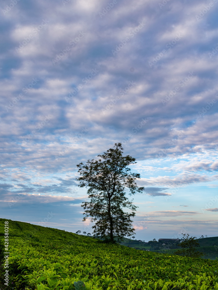 tree in field