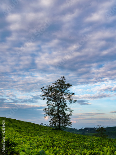 Obraz na płótnie tree in field w salonie