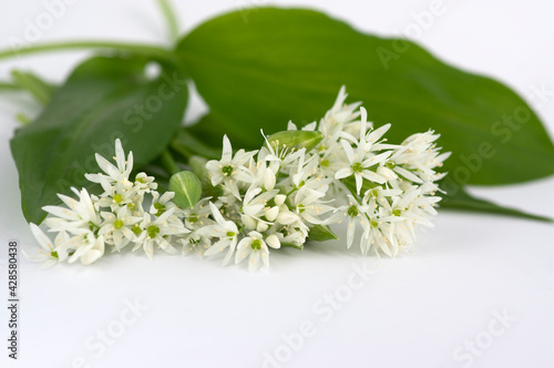 Allium ursinum wild bears garlic flowers in bloom, white rmasons buckrams flowering plants and green edible leaves isolated