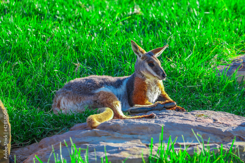 Wallpaper Mural An Australian Kangaroo in a park on a Sunny afternoon NSW Australia Torontodigital.ca