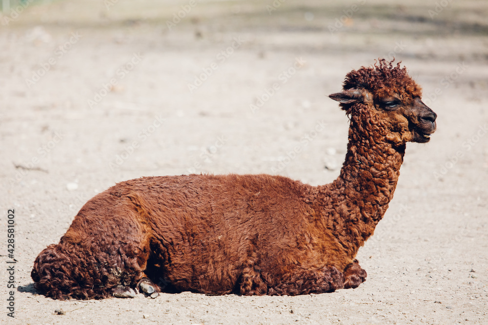 Fototapeta premium Alpaca lying portrait