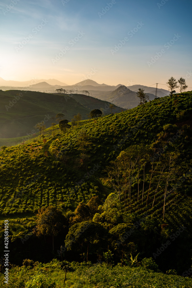 vineyard in the morning