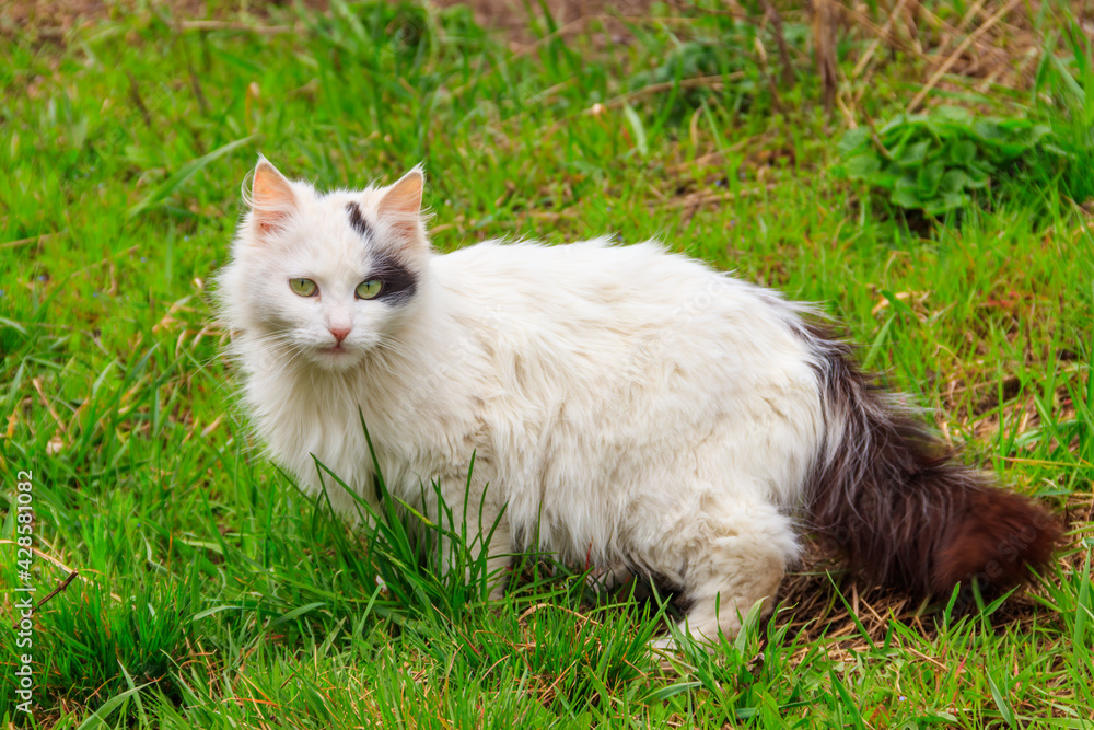 Cute cat in green grass on a meadow