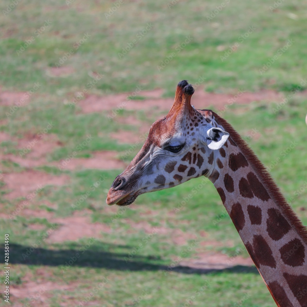 Fototapeta premium Giraffe big eyes long neck on a sunny Sydney Afternoon Australia