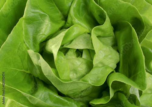 background butterhead lettuce close up