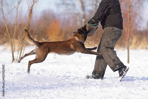 Fotografi Angry Belgian Shepherd dog Malinois attacking the decoy helper biting a special