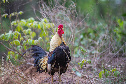 Wallpaper Mural Thai native chickens are popularly raised according to nature. Torontodigital.ca