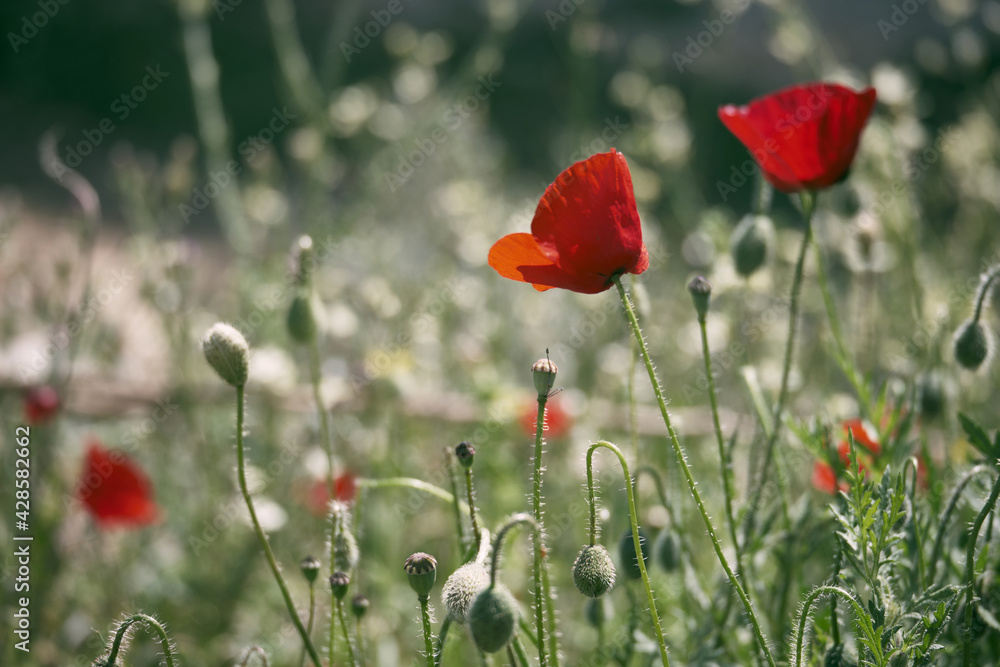 Obraz premium Red common poppy flowers opposite blurred floral background. Close-up of red poppies inflorescences and poppy bulbs