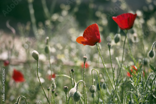 Red common poppy flowers opposite blurred floral background. Close-up of red poppies inflorescences and poppy bulbs