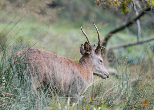 Young deer in mountain region  Cervus elaphus 