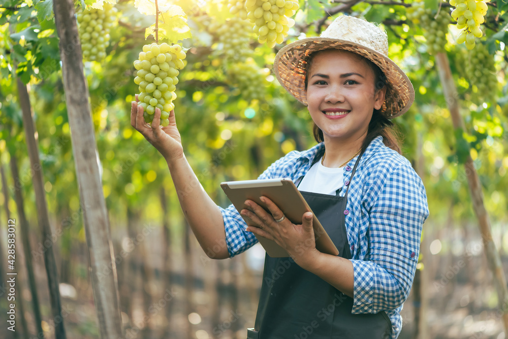farmar harvest grape in vineyard farmar harvest grape in vineyard