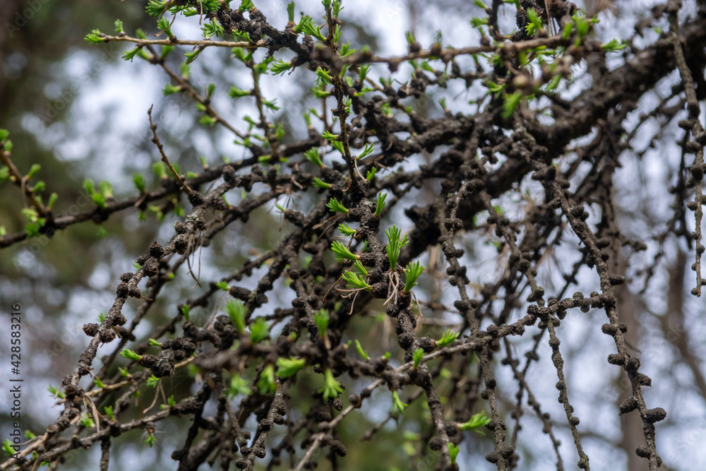 Larch branches in a spring park. Larch branches in a spring park.