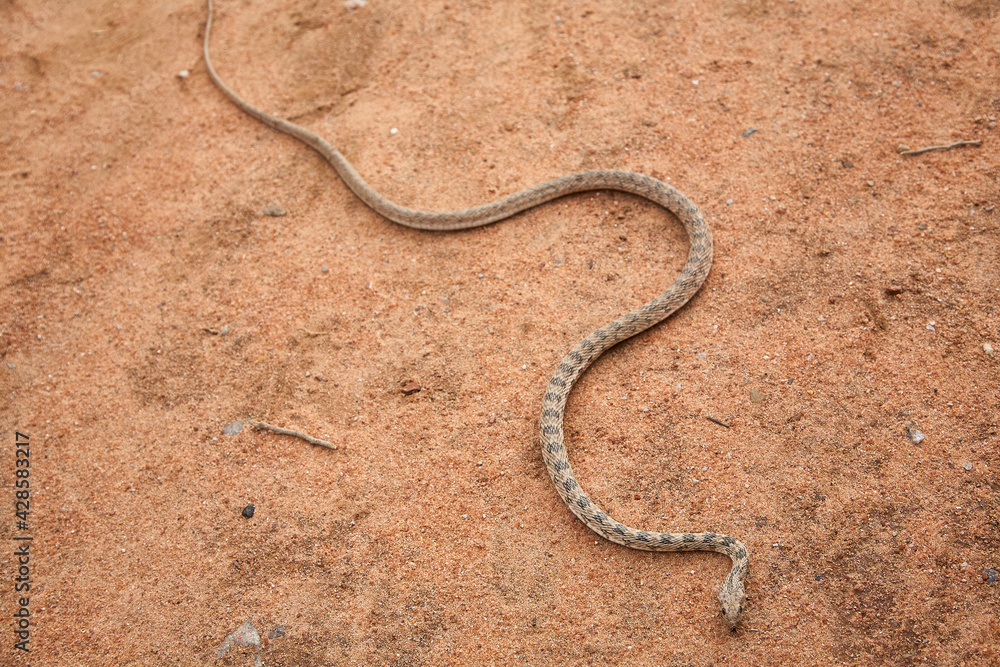 Snake on brown sand. The shape of the animal is clearly visible. Will it catch its victim soon? In the animal world, it's eat and be eaten. High Angle. Tag. Snake on brown sand. The shape of the animal is clearly visible. Will it catch its victim soon? In the animal world, it's eat and be eaten. High Angle. Tag.