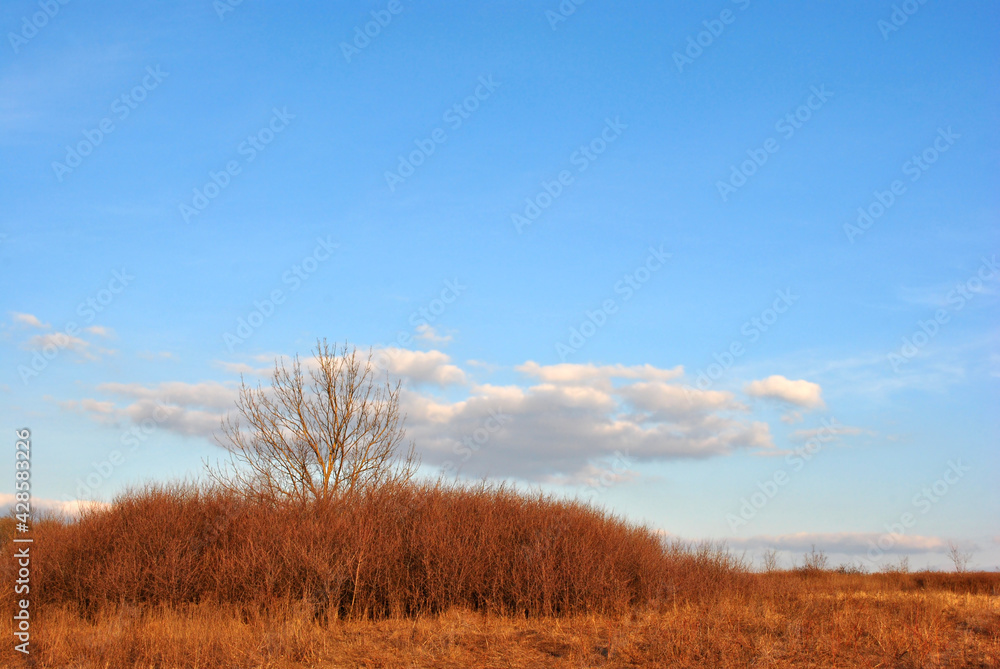 Tree without leaves on the lawn with bushes, dry  red grass, bright blue sky and clouds, sunset light