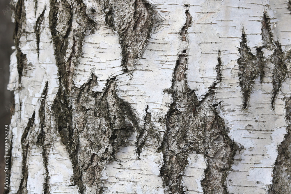 Obraz premium Birch bark texture with beautiful birch bark pattern for beautiful natural birch bark wallpaper or natural birch bark background